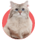Kočky title=