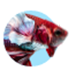 Akvaristika title=